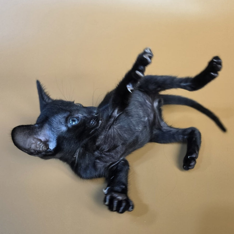 Finn Oriental Shorthair male, black