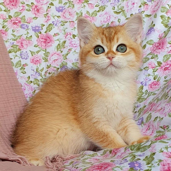 Tryufel'ka British Shorthair female, black golden chinchilla