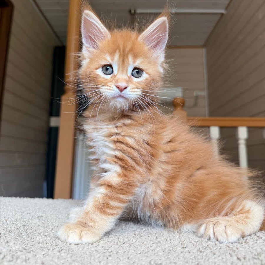 Bazilio Maine Coon polydactyl 6x6x6x6 male, red tabby with white