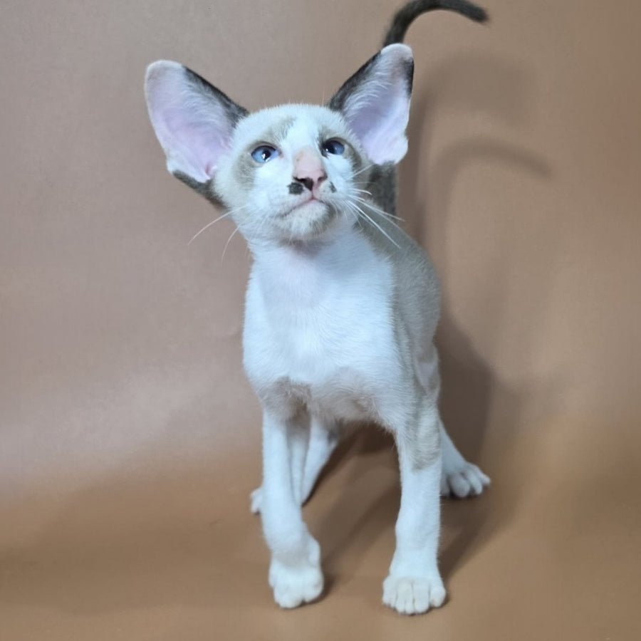 Ink Siamese male, black bicolour