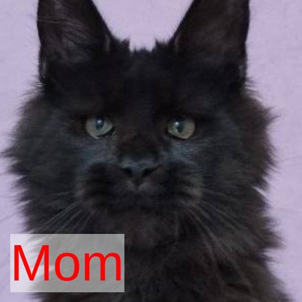 Katherine Maine Coon female, black silver