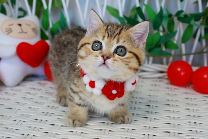 Freya Munchkin female, chocolate golden spotted tabby