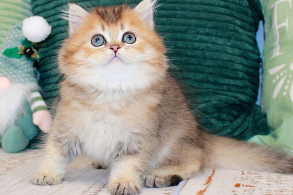 Marcel British Longhair male chocolate golden ticked tabby - live animals