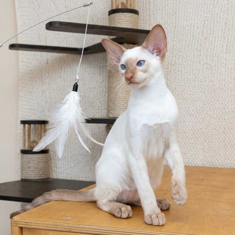 Yuvelir Siamese male, cinnamon