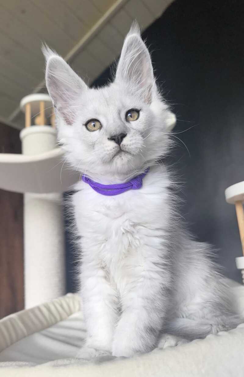 Ustin Maine Coon male, black silver tabby