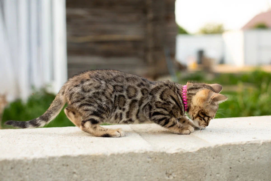 Dixie Bengal female black spotted tabby - live animals