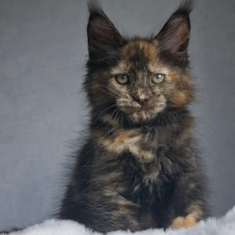 Pandora Maine Coon female, black tortie