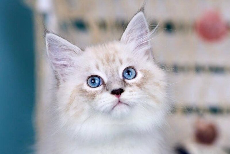 Don Juan Siberian male black silver with white tabby pointed - live animals