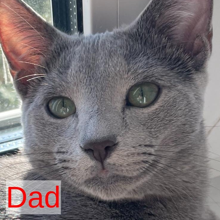 Noi Russian Blue male, blue