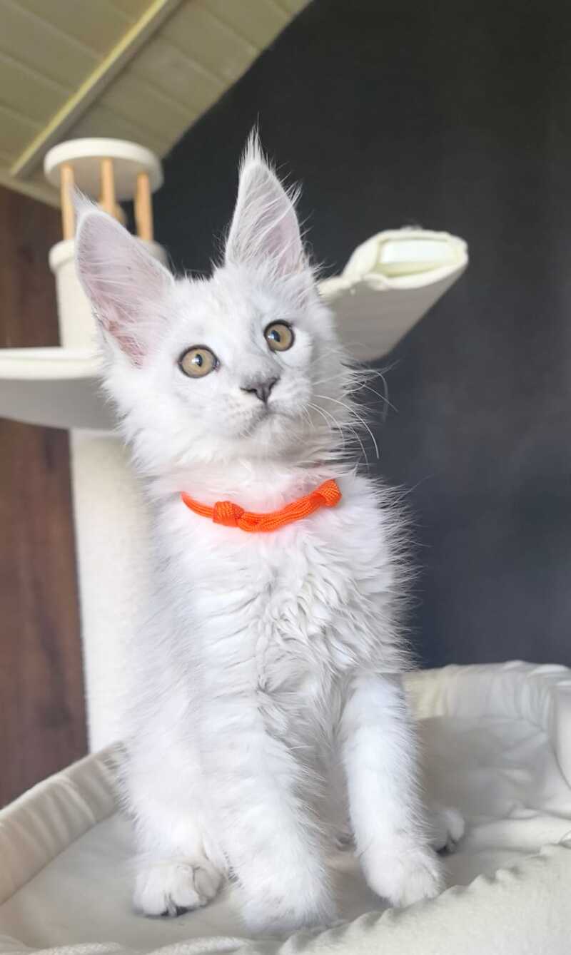 Ulina Maine Coon female, black silver shaded