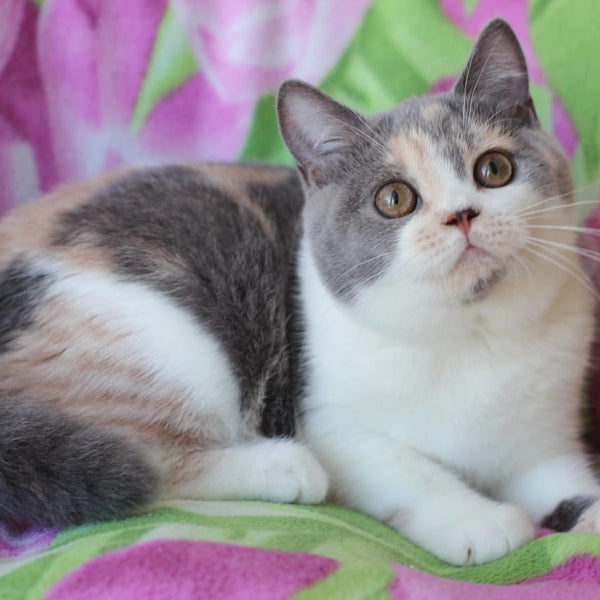 Rita British Shorthair male, blue cream with white