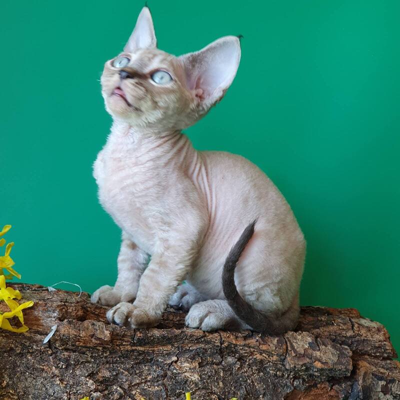 Marik Devon Rex male black tabby pointed - live animals