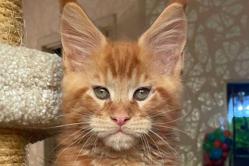 Nord Maine Coon male, red