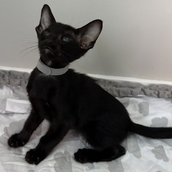 Dallas Oriental Shorthair male, black