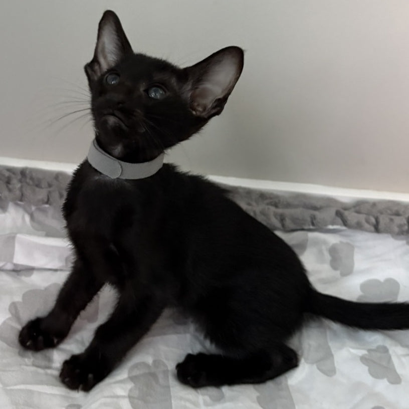 Dallas Oriental Shorthair male, black