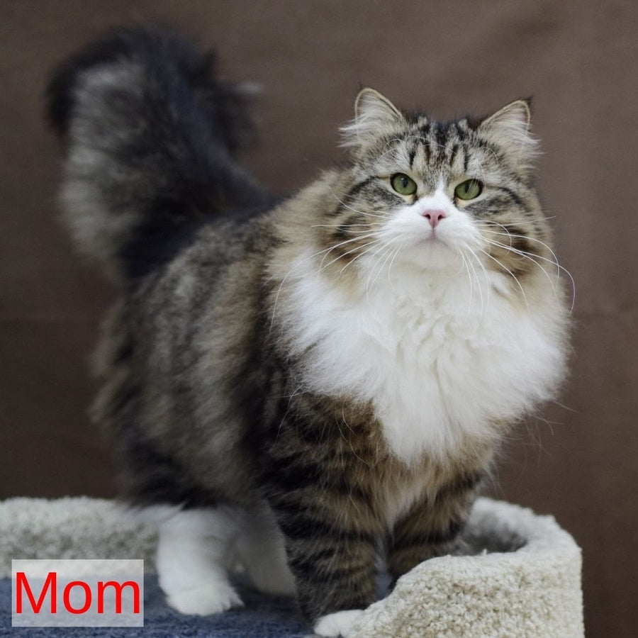 Lion Siberian male, black tabby pointed with white