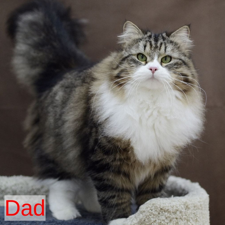 Jive Siberian male, black spotted tabby