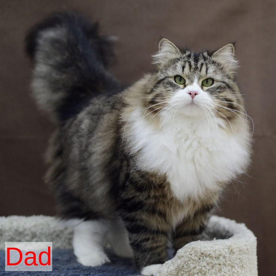 Ilusion Siberian male, black spotted tabby