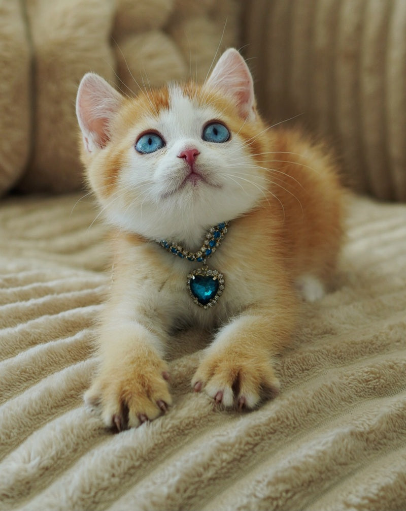 Quest Scottish Fold male, chocolate golden chinchilla with white