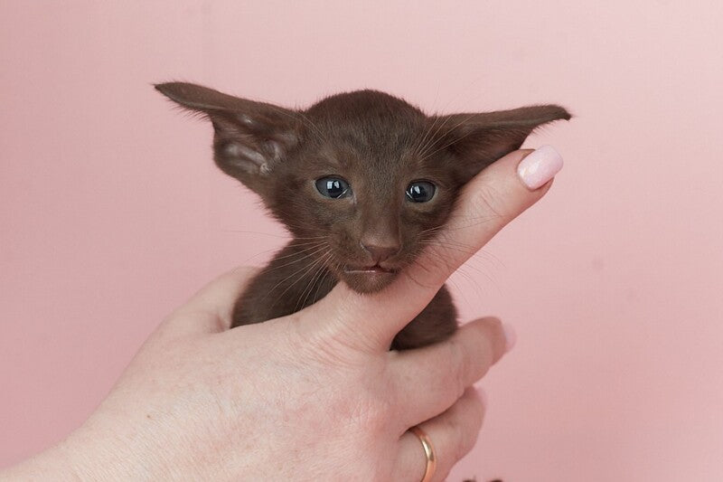 Quentin Oriental Shorthair male chocolate - live animals