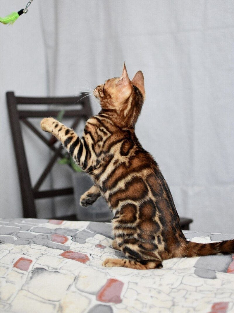 Lorenzo Bengal male black spotted tabby - live animals