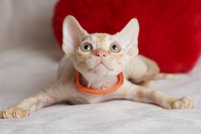 Leo Devon Rex male red - live animals