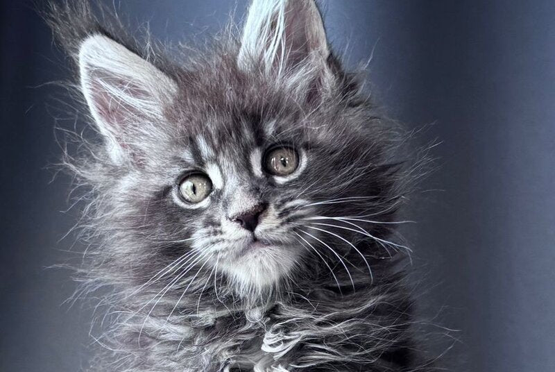 Engine Maine Coon male, blue tabby