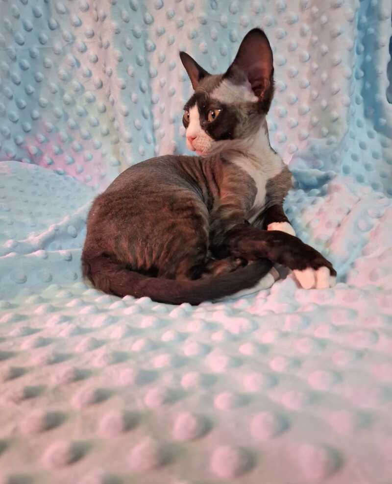 Eliza Devon Rex female black bicolour - live animals
