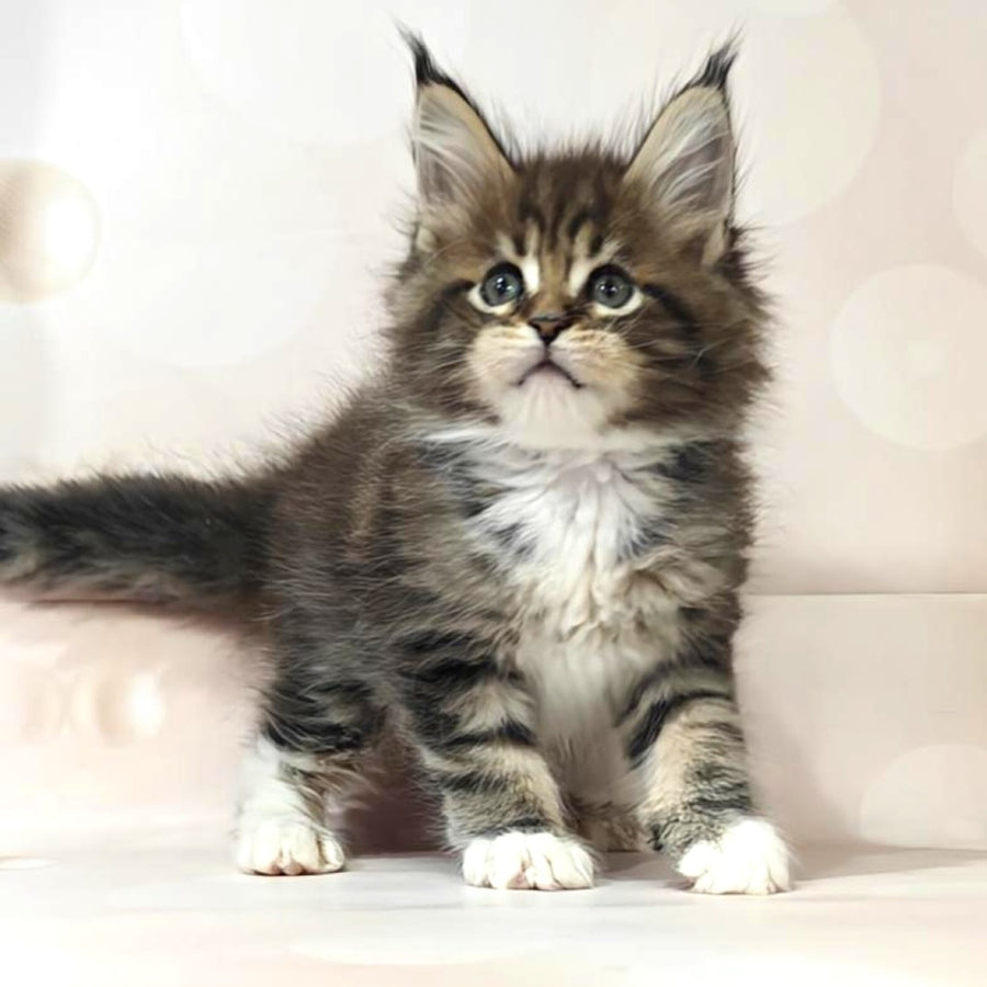 Business Maine Coon female, black tabby with white