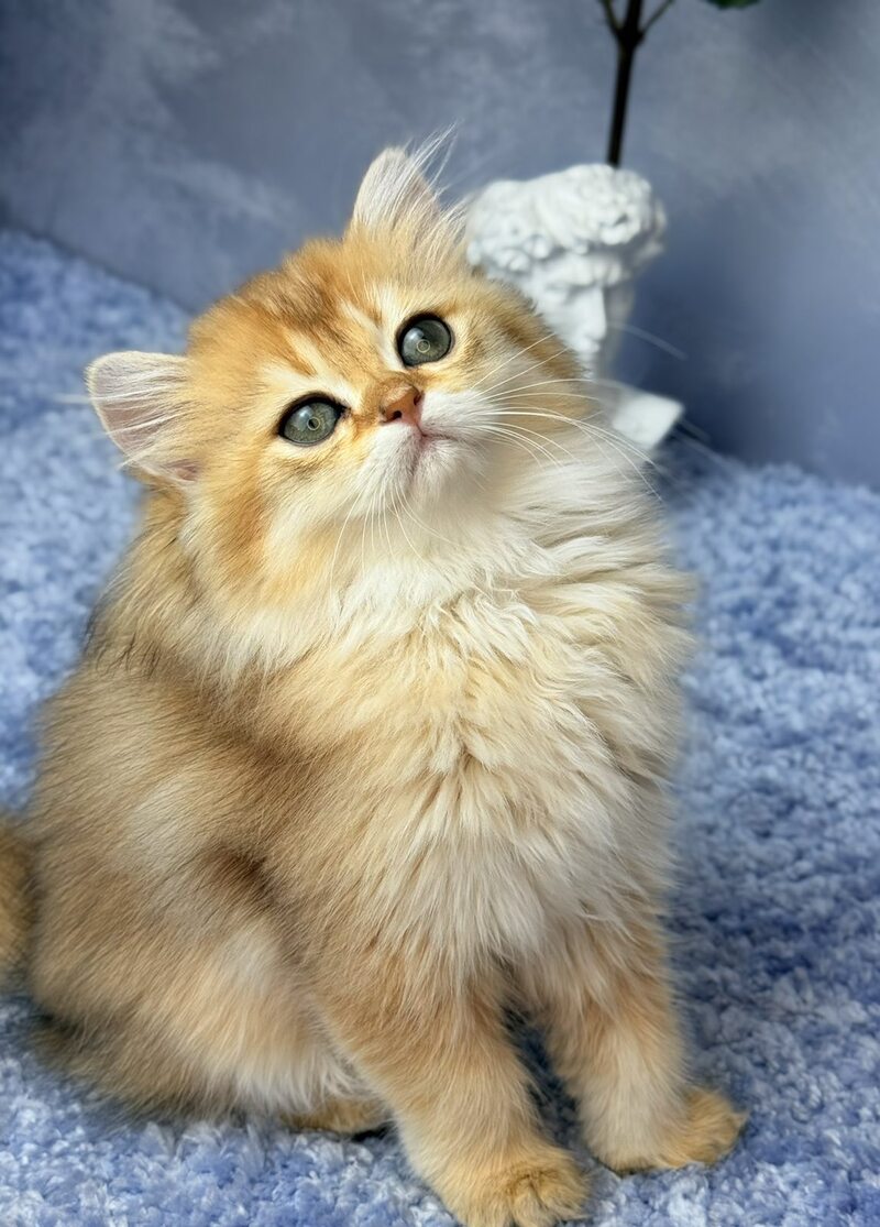 Dasha Scottish Straight female black golden shaded - live animals