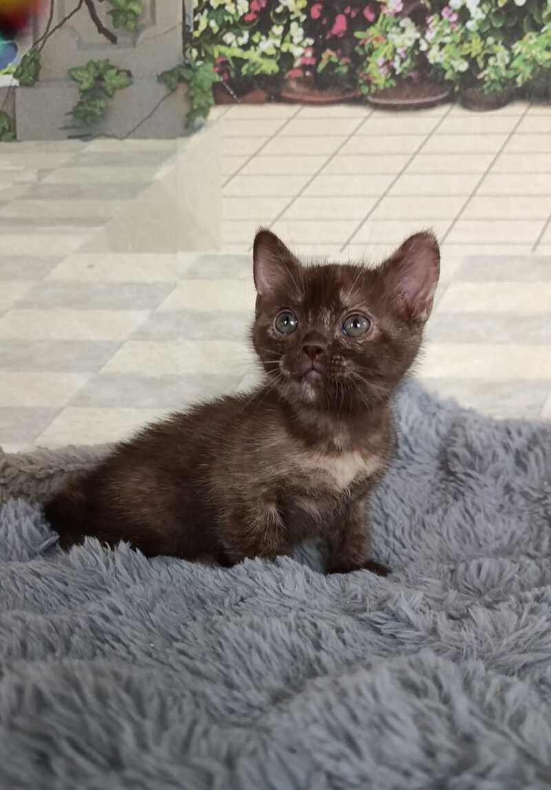 Ruby Dol Burmese female lilac tortie - live animals