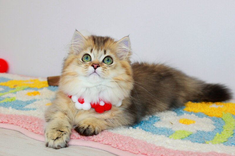 Carmen Munchkin female, chocolate golden ticked tabby