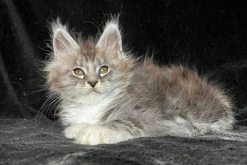 Natan Maine Coon male, black silver tabby with white