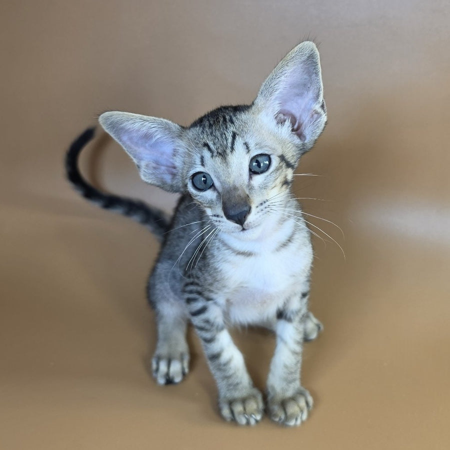 Yorick Oriental Shorthair male, black spotted tabby