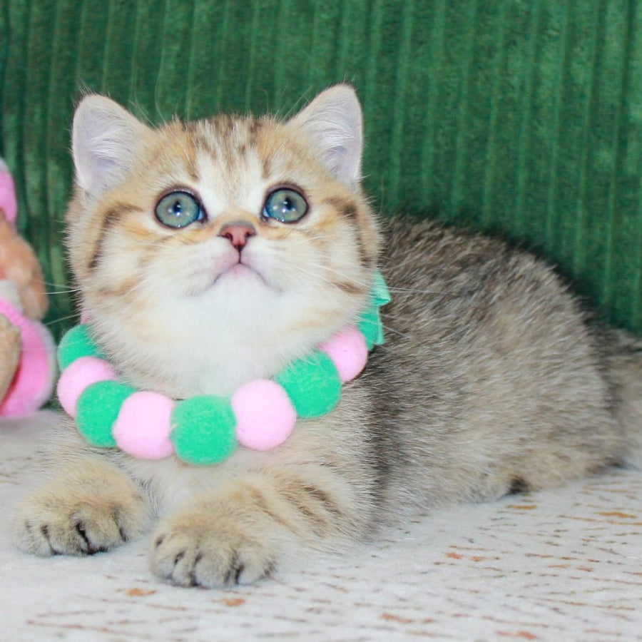 Kiara Munchkin female, chocolate golden spotted tabby