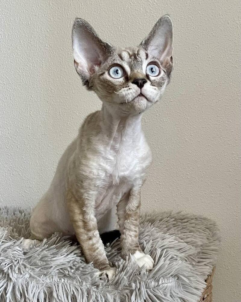 Isolde Grace Devon Rex female chocolate bicolour tabby pointed - live animals