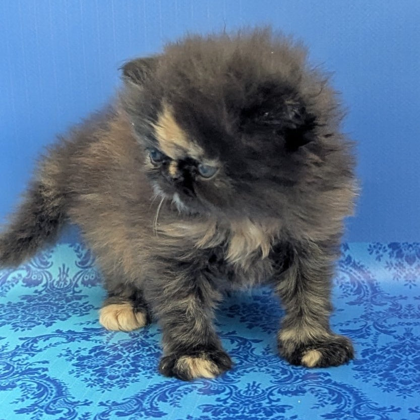 Savena Persian female, black tortie