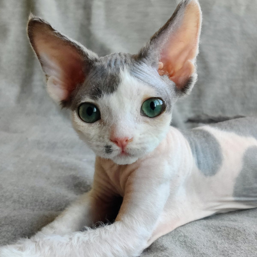 Merilyn Devon Rex female, blue harlequin