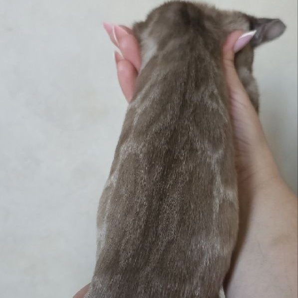 Nutela Bengal female, black pointed spotted tabby