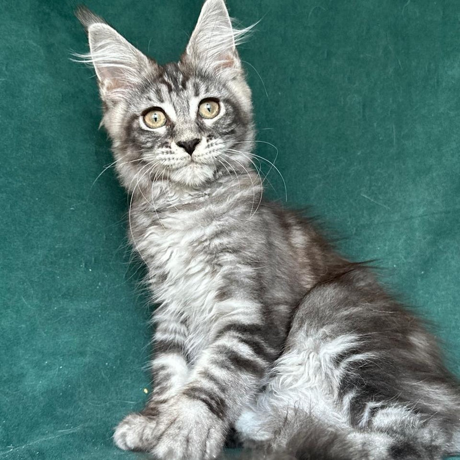 Ivelina Maine Coon female, black silver tabby