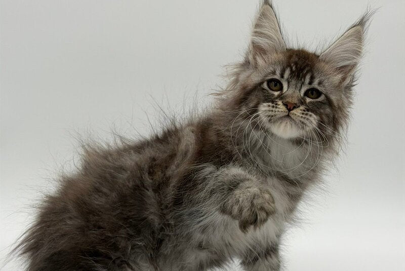 Kiss Maine Coon male black silver tabby - live animals