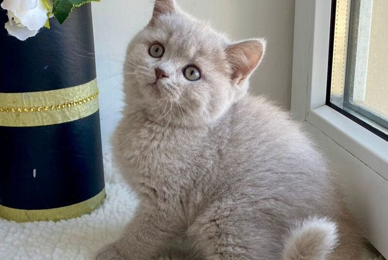 Jolli British Shorthair female, lilac