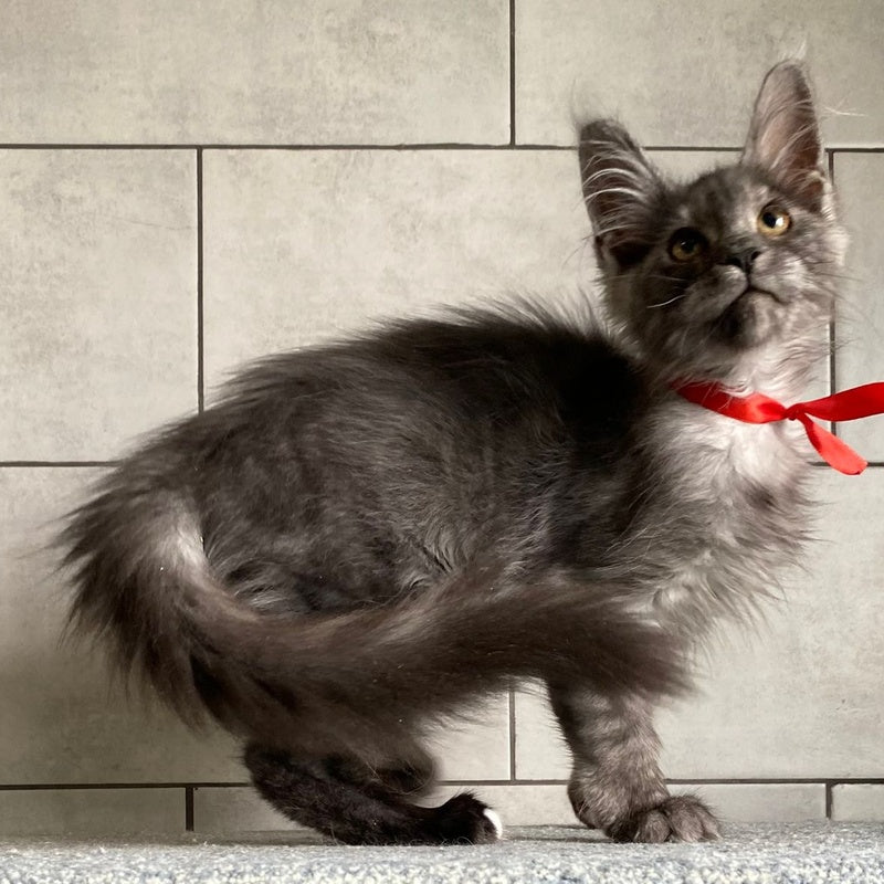 Udmurtia Maine Coon female, black silver with white