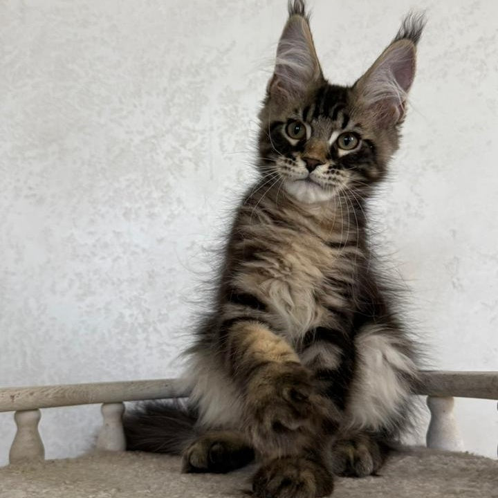 Kazanova Maine Coon male, black tabby