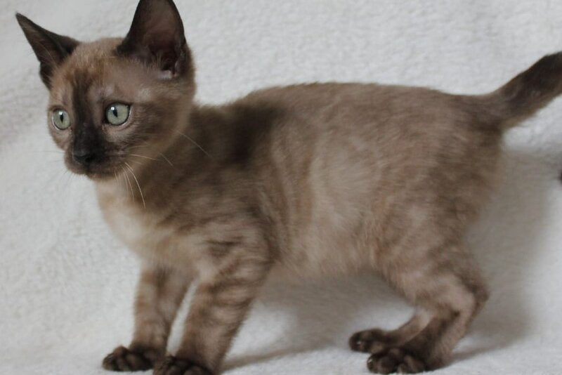 Nutella Bengal female, black pointed