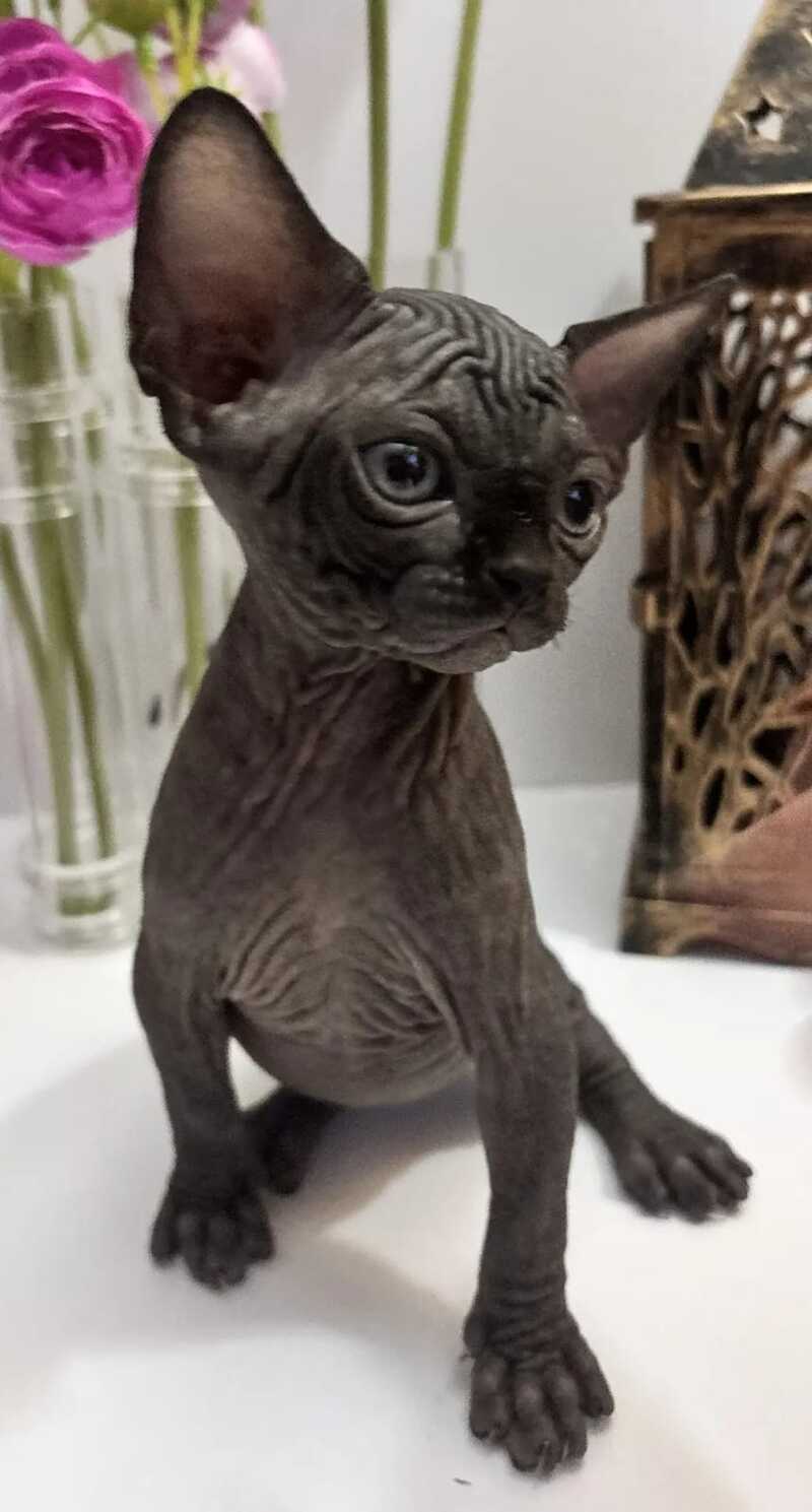 Aziza Canadian Sphynx female black - live animals