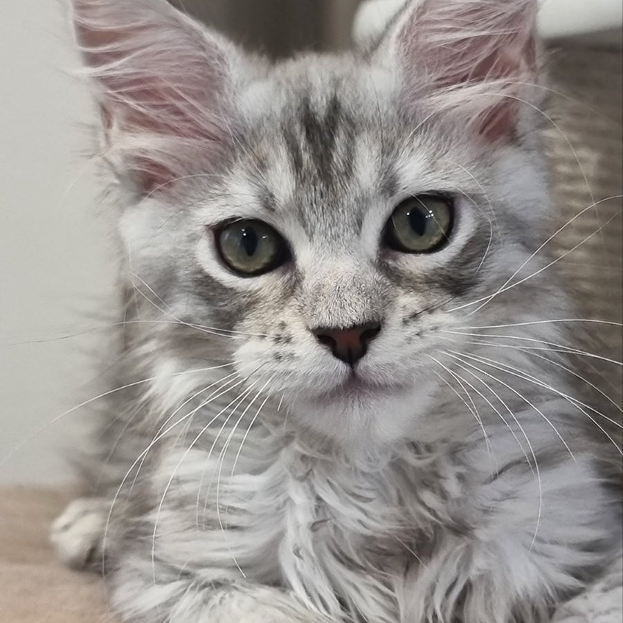 Elit Maine Coon male, black silver spotted tabby