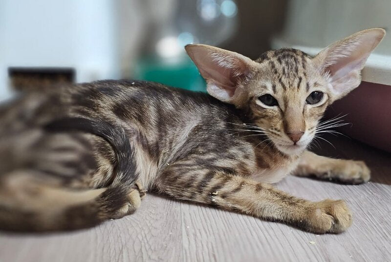 Х-Guy Oriental Shorthair male, chocolate tabby