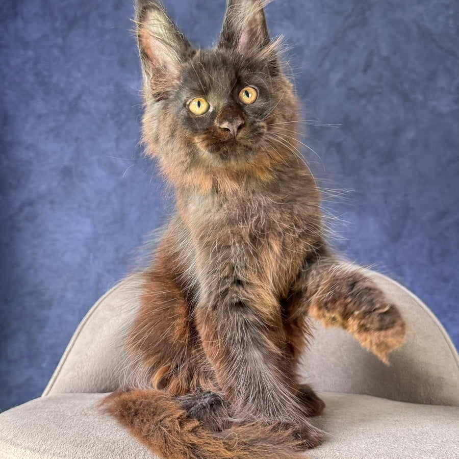 Rene Maine Coon polydactyl 6x6x6x6 male, black with white