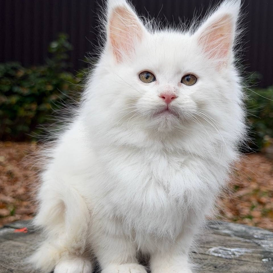 Marishka Maine Coon female, white